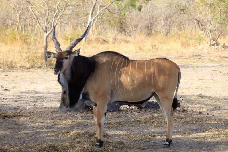 Fathala Wildlife Reserve Toubakouta Dış mekan fotoğraf