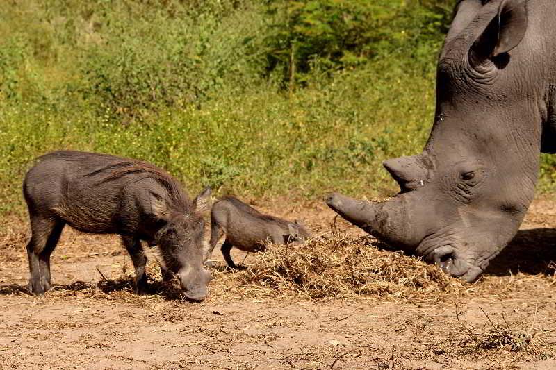 Fathala Wildlife Reserve Toubakouta Dış mekan fotoğraf