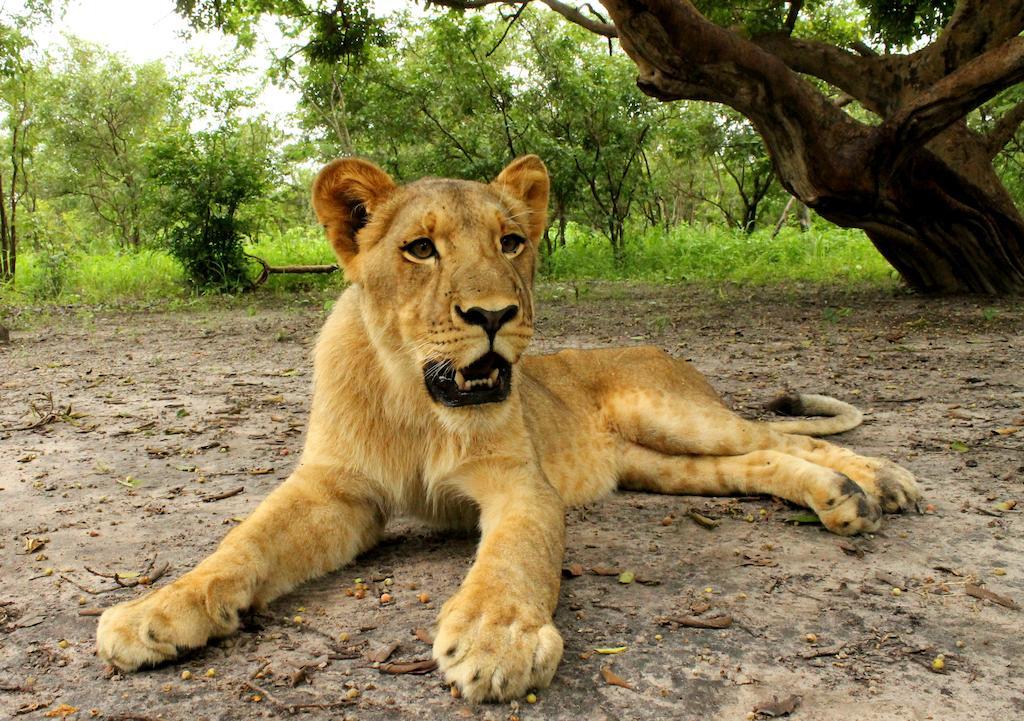 Fathala Wildlife Reserve Toubakouta Dış mekan fotoğraf