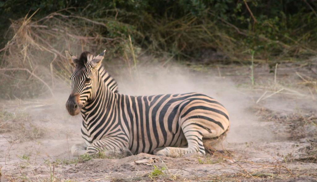Fathala Wildlife Reserve Toubakouta Dış mekan fotoğraf
