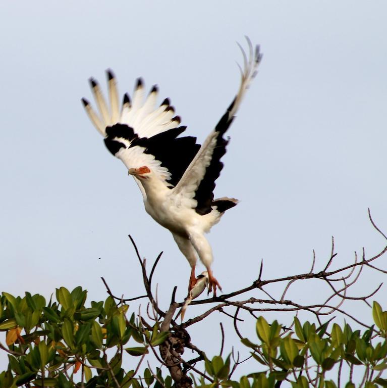Fathala Wildlife Reserve Toubakouta Dış mekan fotoğraf