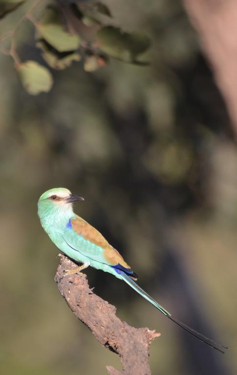 Fathala Wildlife Reserve Toubakouta Dış mekan fotoğraf