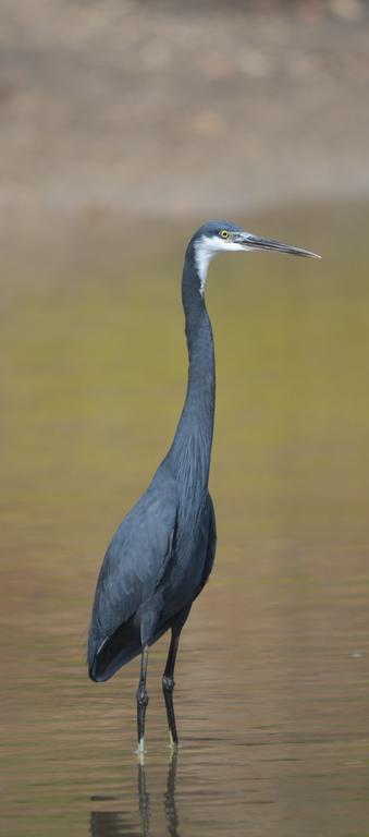Fathala Wildlife Reserve Toubakouta Dış mekan fotoğraf