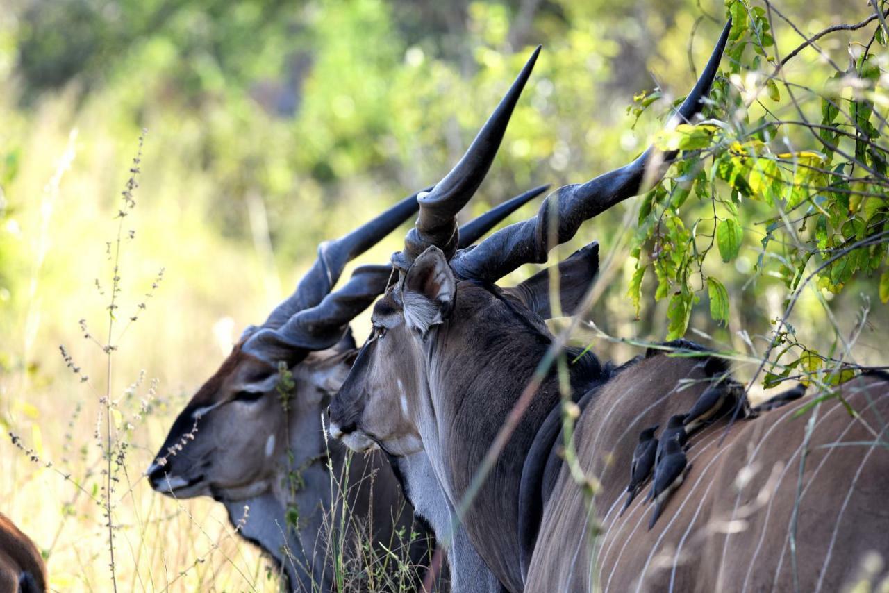 Fathala Wildlife Reserve Toubakouta Dış mekan fotoğraf