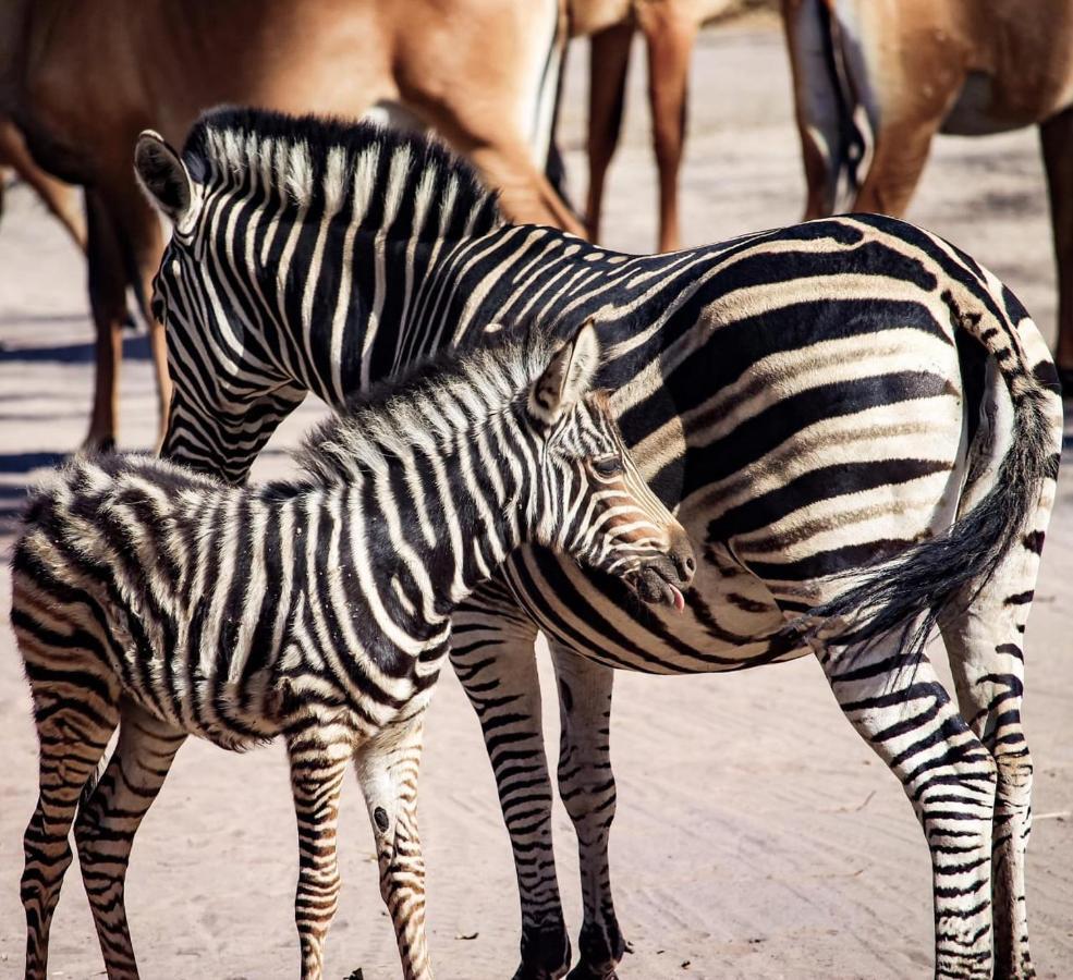 Fathala Wildlife Reserve Toubakouta Dış mekan fotoğraf
