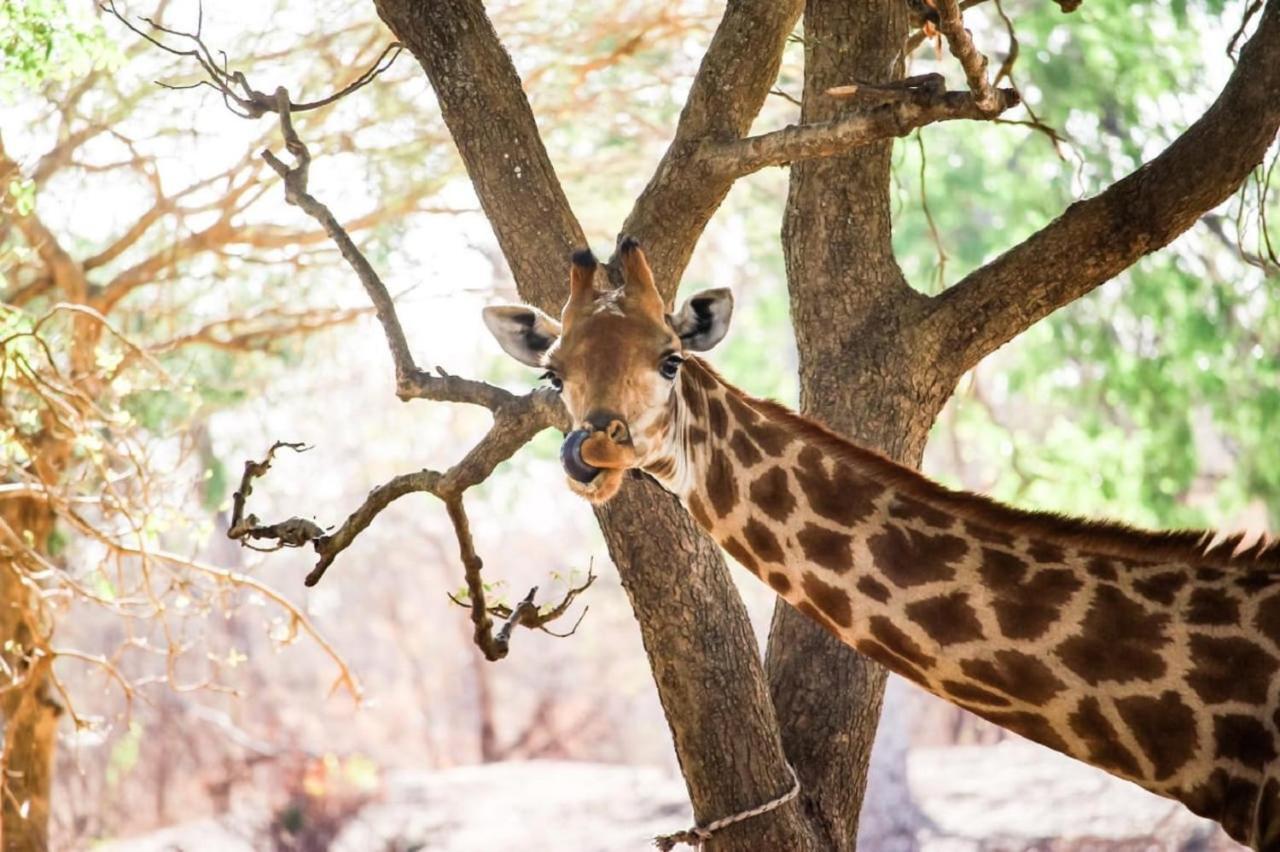 Fathala Wildlife Reserve Toubakouta Dış mekan fotoğraf